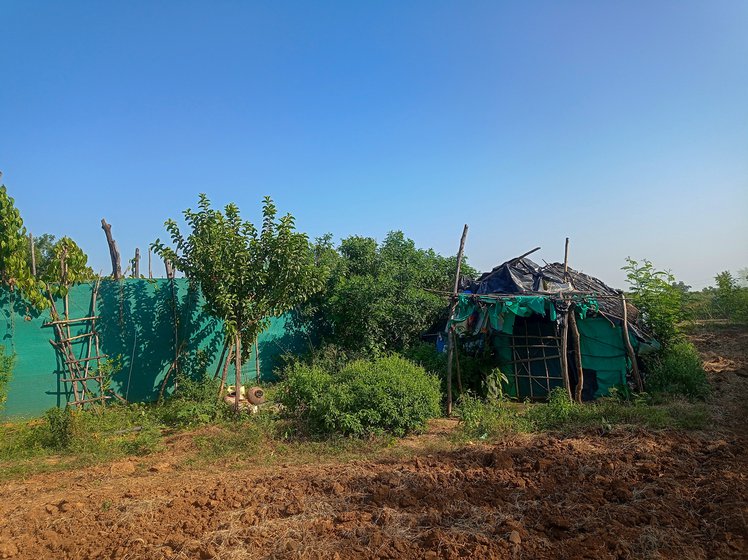 Right: A hut in their paanwari to rest and make tea