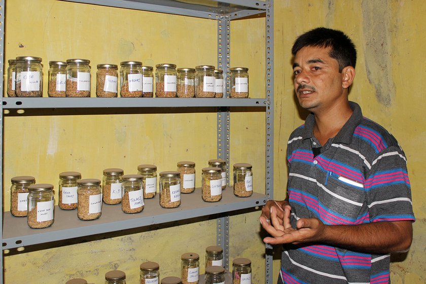 Ghani explains the variety of desi paddy seeds and their uses