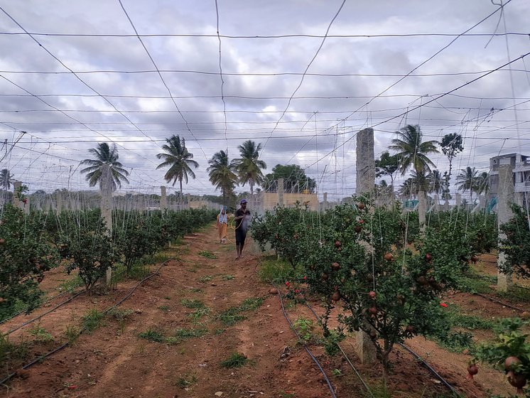 His wife helps him spray fertilisers (right) on the 400 pomegranate plants