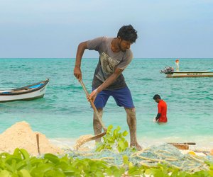 The strips of fish are then thoroughly washed in the lagoon