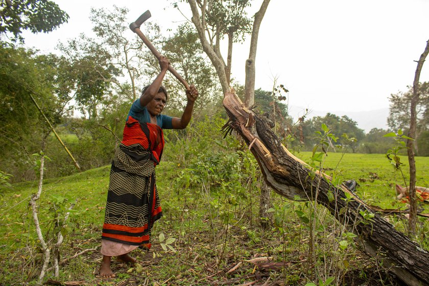 Left: My mother cutting dry wood with an axe. This is used as firewood for cooking.