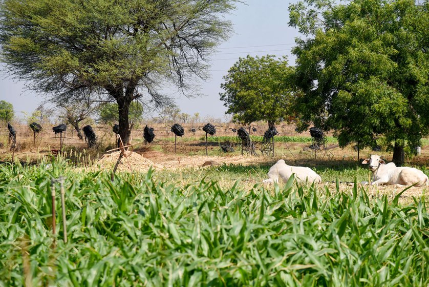 Suresh Renghe’s 17-acre farm where he grows a variety of crops