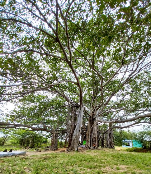 Rathy tells me stories as we sit under a big banyan tree near the temple