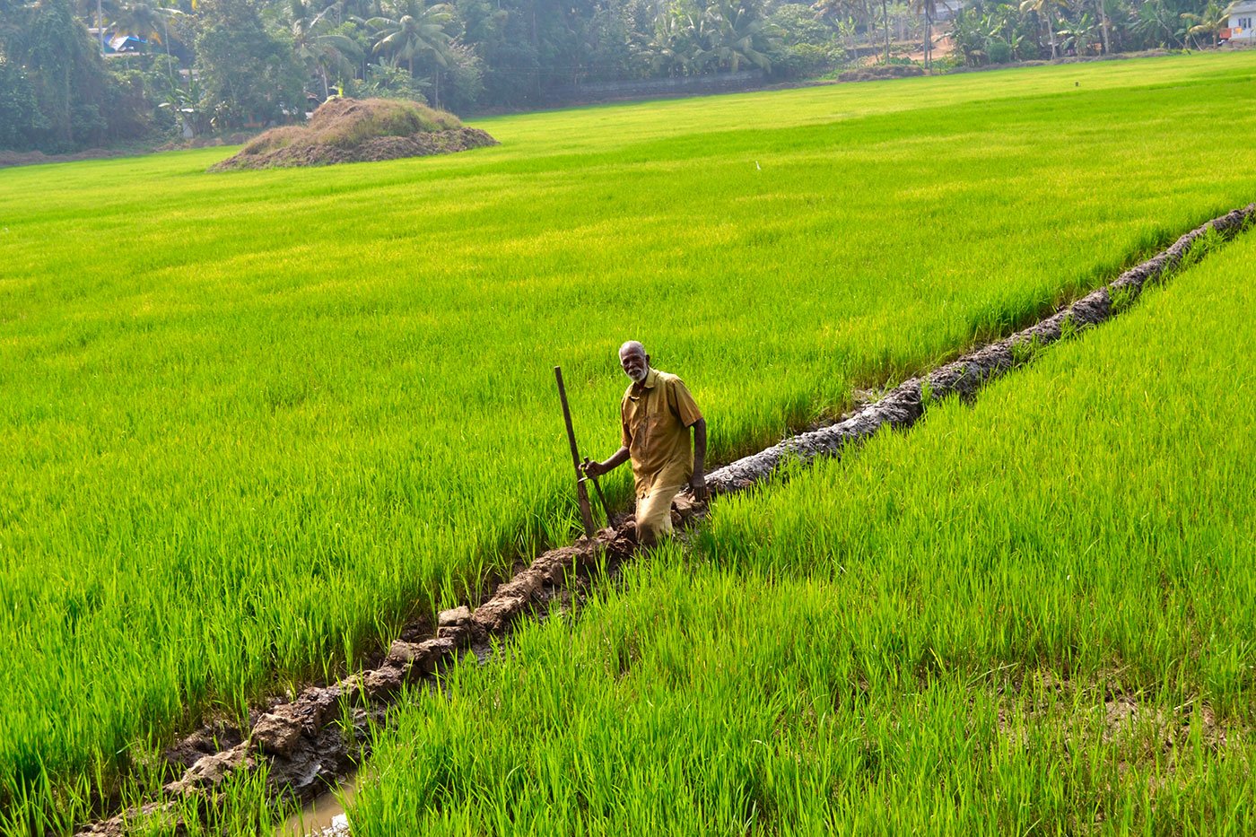 Purushottaman (He was hesitant to give us his full name because he was conscious of the caste he came from), a 75 year old skilled farmer in Alappuzha district works as an agricultural labourer on Jose George's farm in Kalathilkadavu