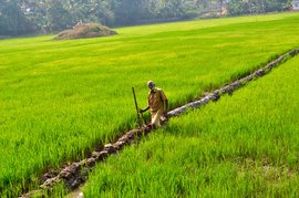 நெல் சாகுபடி - கேரளாவில் நெல் வளம் மீட்டெடுப்போம்