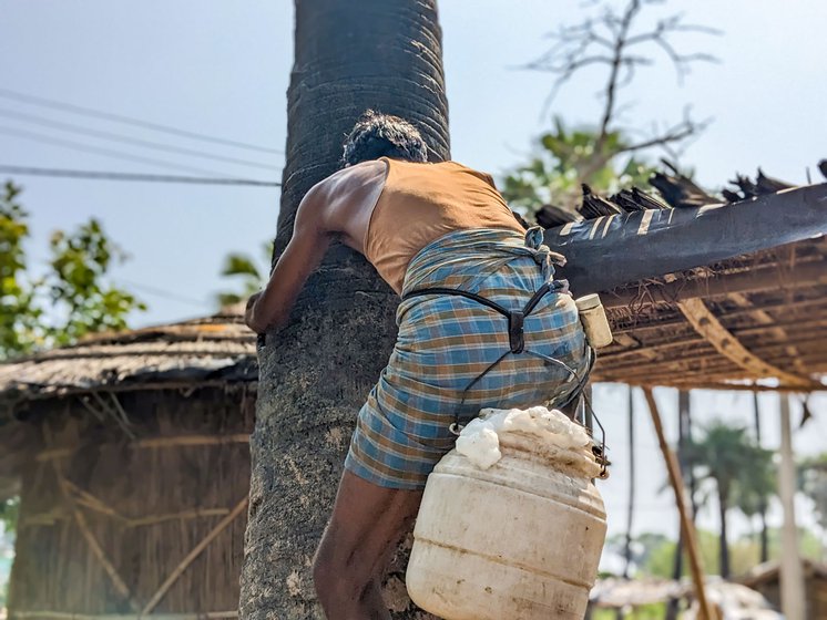 Right: He descends with the sap he has collected in a plastic jar . During the peak season, a single palm tree yields more than 10 bottles of sap