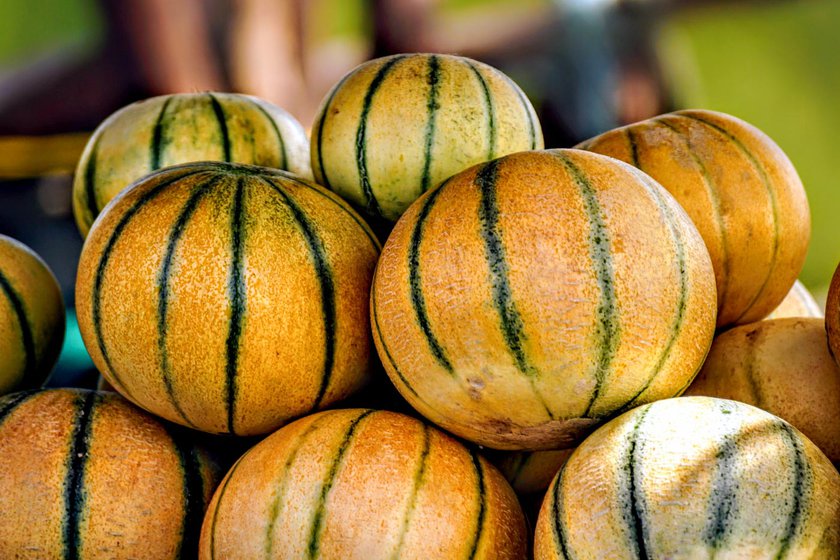 Right: Muskmelon grown on the fields of Mahanadi river