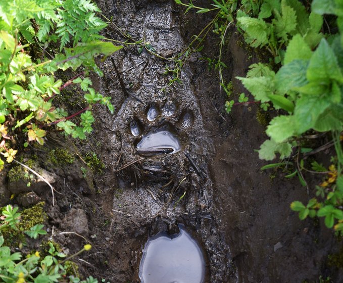 The footmark of a leopard after rains