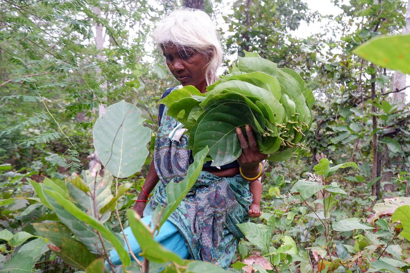 They collect leaves for 7-8 hours a day, twice a week. T his time, on the second day, they are joined by Geeta's son Ajit and daughter-in-law Basanti (right) who have brought along their baby. If the baby cries, the three of them take turns soothing her