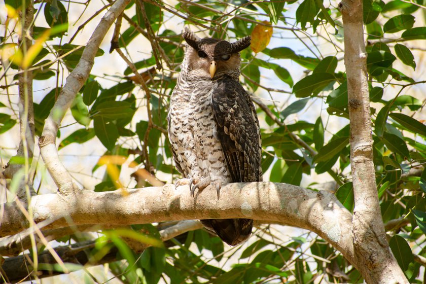 Siddan (right) is tracking an owl (left) by its droppings in a bamboo forest at Bokkapuram