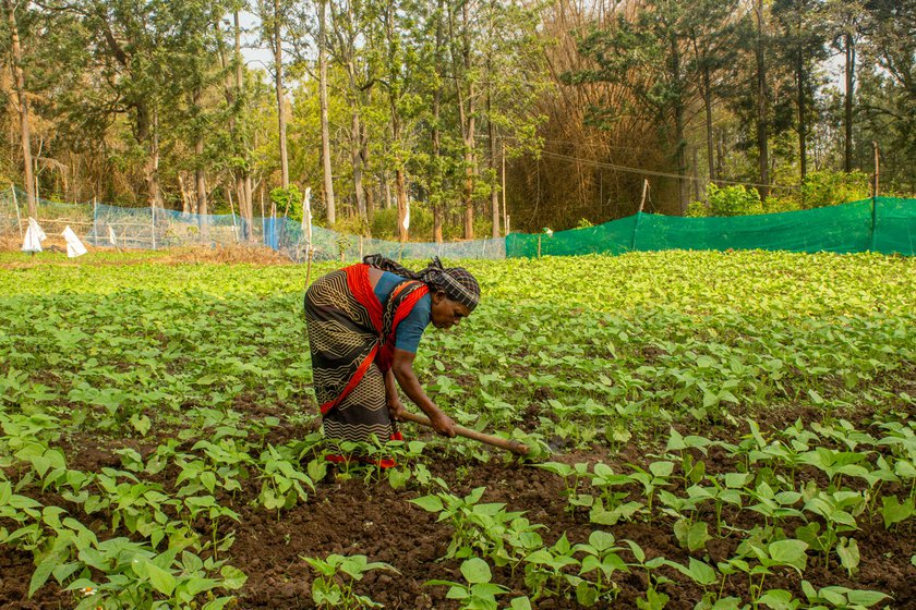 Left: After quitting her work in the coffee estate, amma started working in her friends' vegetable garden.