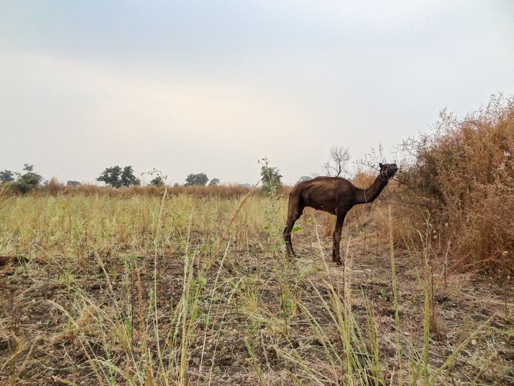 Kammabhai’s goats (left), sheep and camels (right) at their dera near Wani, a small hamlet about 10 km from Hinganghat town in Wardha district