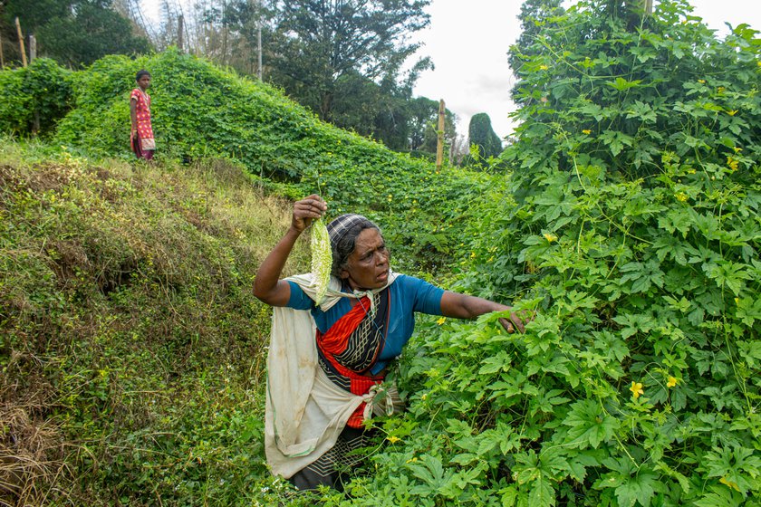 Right: Here, amma can be seen picking gourds