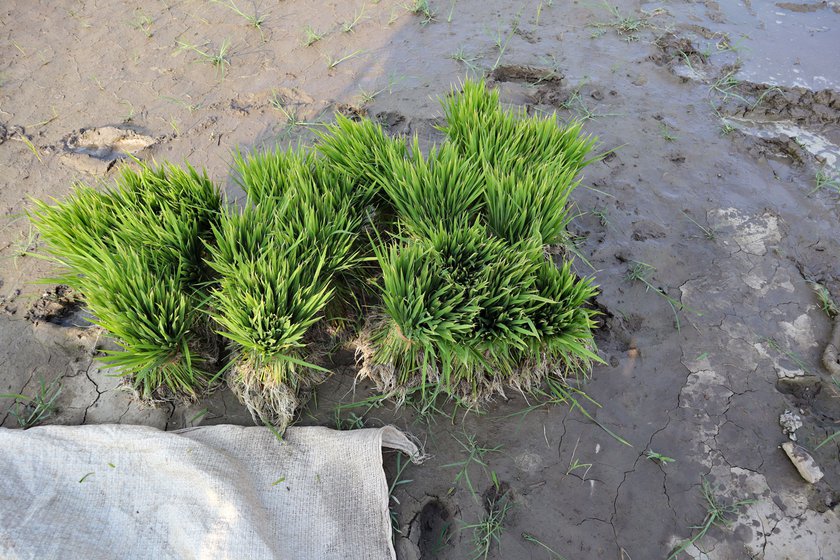 Transplanting paddy is one of the few seasonal occupations available to labourers in this village. As they step barefoot into the field to transplant paddy, they leave their slippers at the boundary