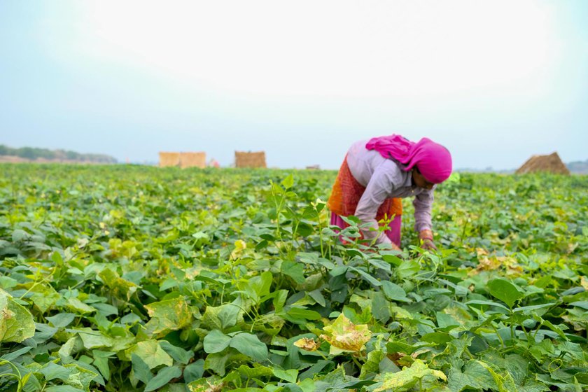 Right: Rameshwari Chakradhari working in her field