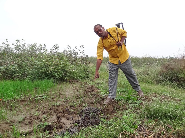 Suresh Renghe points to fresh dropping of a wild boar on his farm