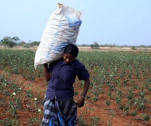 Chandra carries home a sack of vegetables