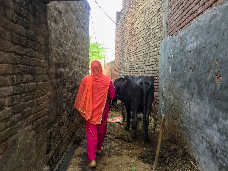 She started collecting dung and cleaning cattle sheds to manage the family expenses on her own