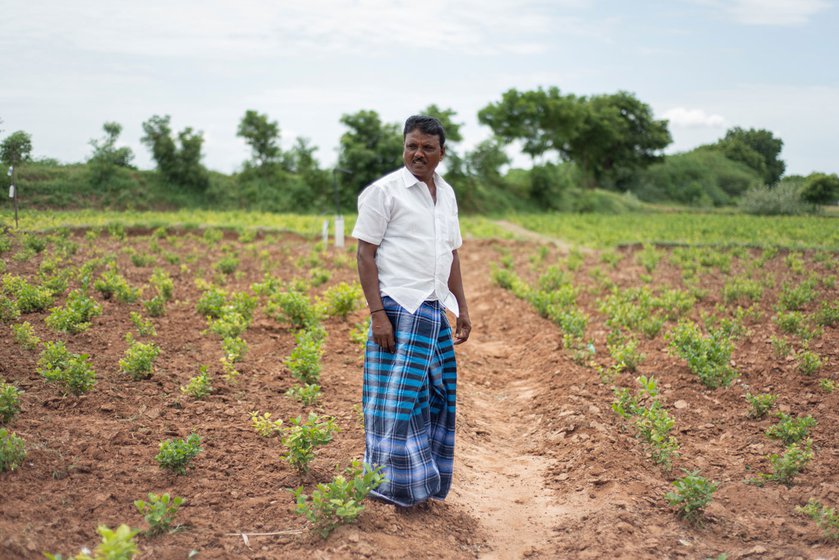 Left: Jasmine farmer P. Ganapathy walks between the rows of his new jasmine plants.