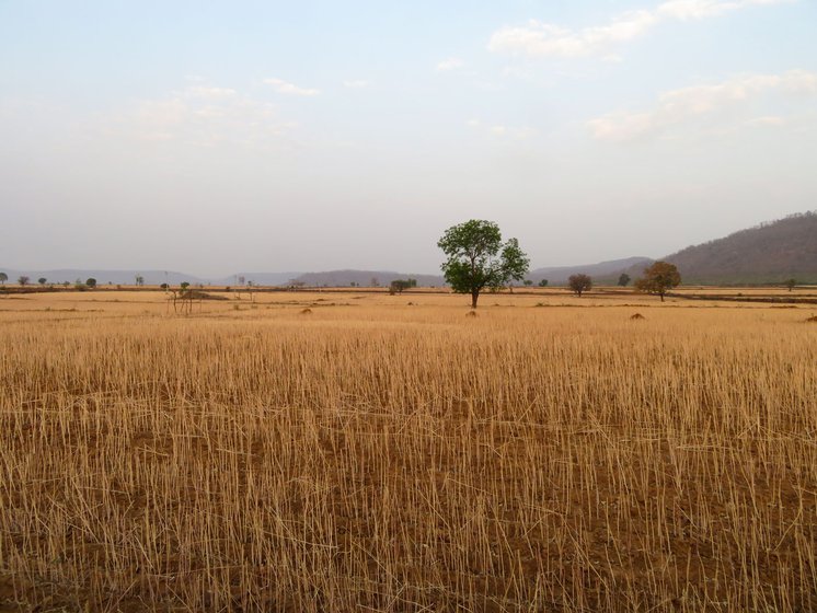 Large tracts of forests were cleared to compensate the relocated people. The loss of biodiversity, fruit bearing trees and firewood is felt by both new residents and host villages