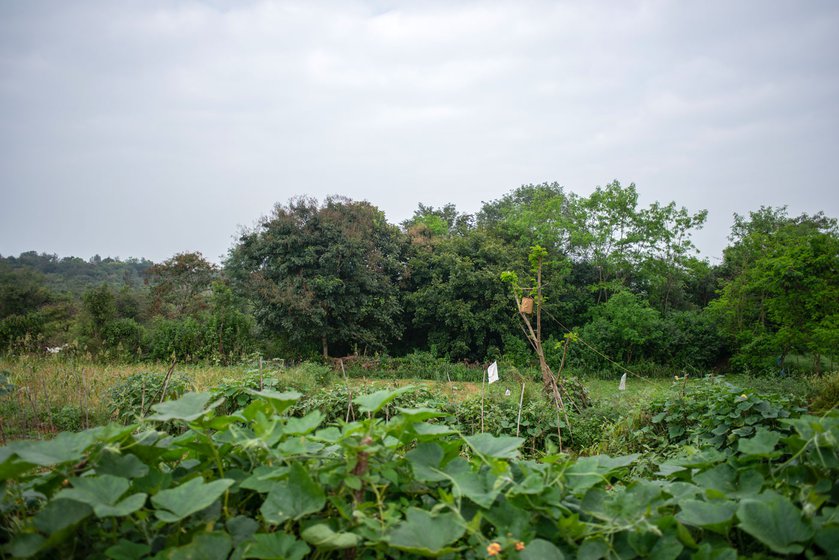 A bell-like contraption in the farm that can be rung from the machan; it serves as an early warning system when elephants raid at night