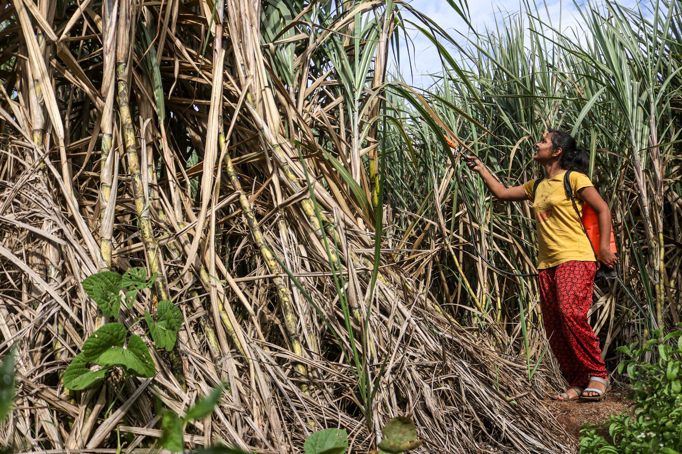 Aishwarya, who has to help her tenant-farmer parents on the fields as they struggle to stay afloat, is now considering giving up her plan of pursuing a career in sports