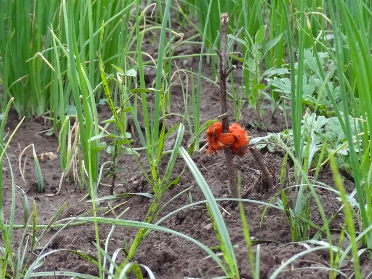 Farmers are trying various ideas to keep wild animals out. Some farmers tie naphthalin balls tied to the plant (left) and believed to repulse animals with the smell. A cost-effective way solution is using synthetic sarees (right) as fences