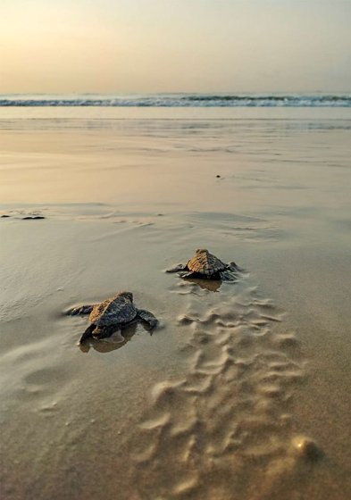 Guards at the Sagar Nagar hatchery gently releasing the hatchlings into the sea