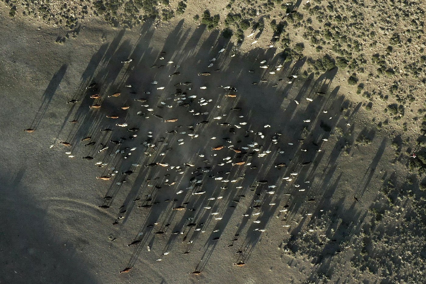 Animals returning to the village in the evening after grazing