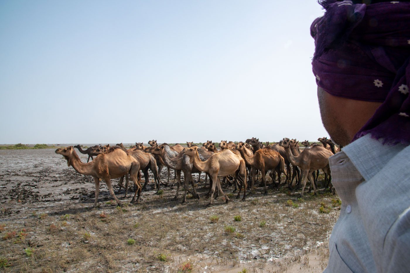 Magnificent Kharai camels about to get into the water to swim to the bets (mangrove islands)