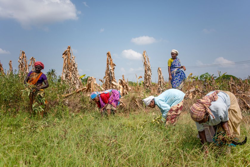 Women agricultural labourers weeding (left) in Gopal's field. They take a short break (right) for tea and snacks