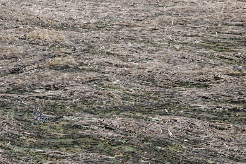 Right: After the long spell of excess water, his fields with wheat turned black and brown with fungus and rotted. Ploughing it would release a stench that would make people fall sick, he said.