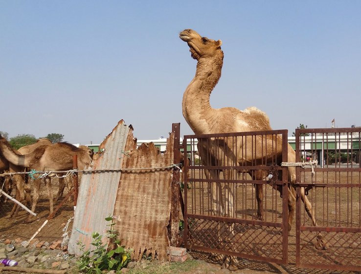 A narrow chest, single hump, and a long, curved neck, as well as long hairs on the hump, shoulders and throat are the characteristic features of the Kachchhi breed