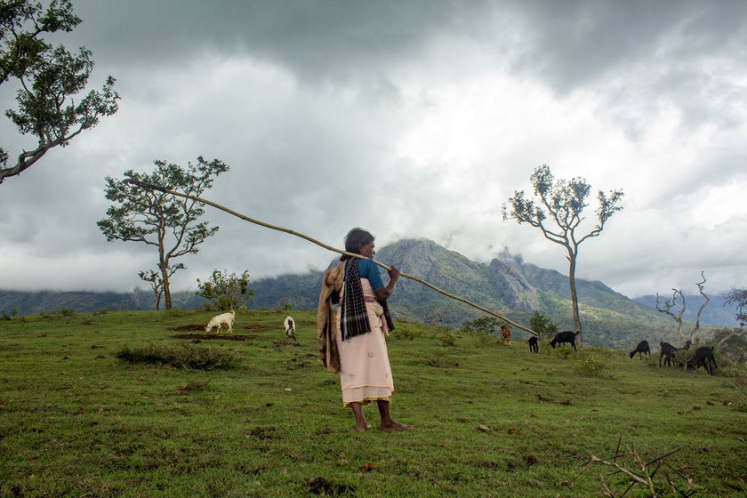 Left: Amma taking the goats into the forest to graze.