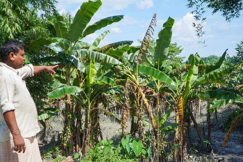 Right: Atul shows us his banana grove which was ravaged by the overflowing river during the third week of June, 2023. He had cultivated lemon along with other vegetables which were also damaged by the floods