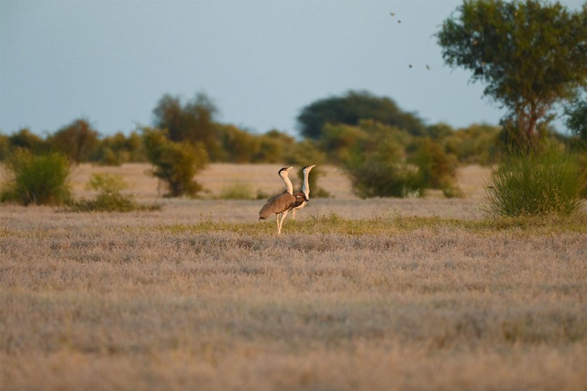 Jaisalmer lies in the critical Central Asian Flyway – the annual route taken by birds migrating from the Arctic to Indian Ocean, via central Europe and Asia