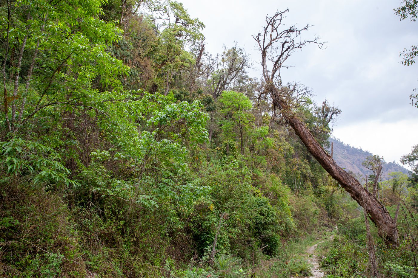 The SBVCR is regularly patrolled by forest officers who watch out for hunters, poaching and logging activities