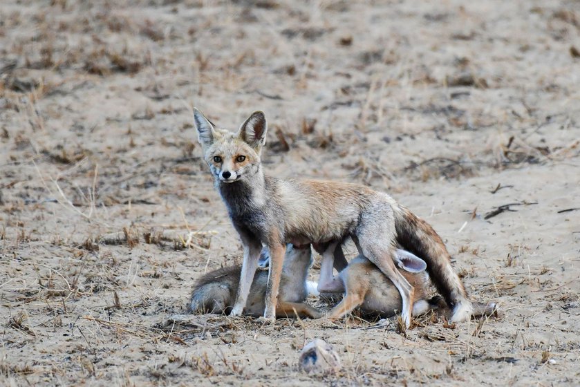 Orans are natural eco systems that support unique plant and animal species. Categorising them as ‘wasteland’ has opened them to takeovers by renewable energy companies