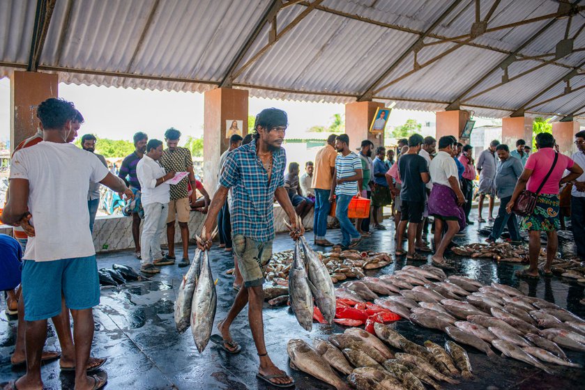 Scenes from Therespuram auction centre on a busy morning. Buyers and sellers crowd around the fish and each lot goes to the highest bidder