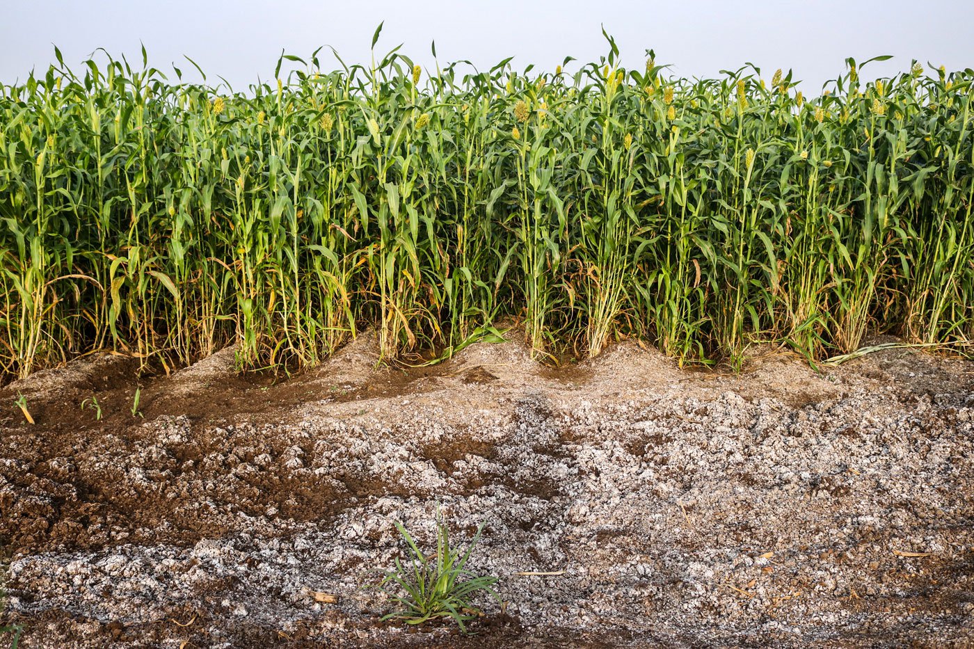 Saline fields in Shirol; an estimated 9,402 hectares of farming land were reported to be saline in 2021 owing to excessive use of chemical fertilisers and pesticides