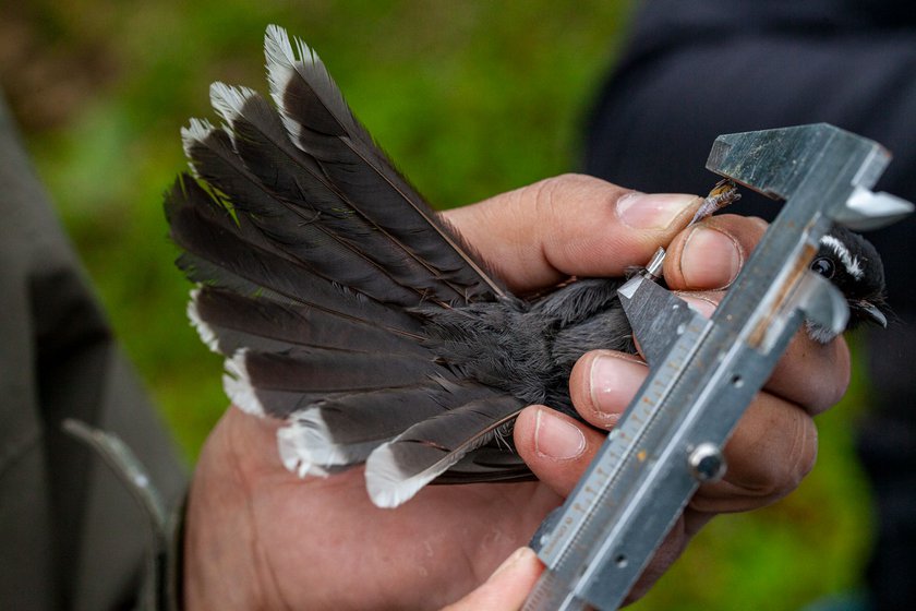 Umesh measuring the tarsus of a White-throated-fantail (left) and the wing of a Chestnut-crowned laughingthrush (right)