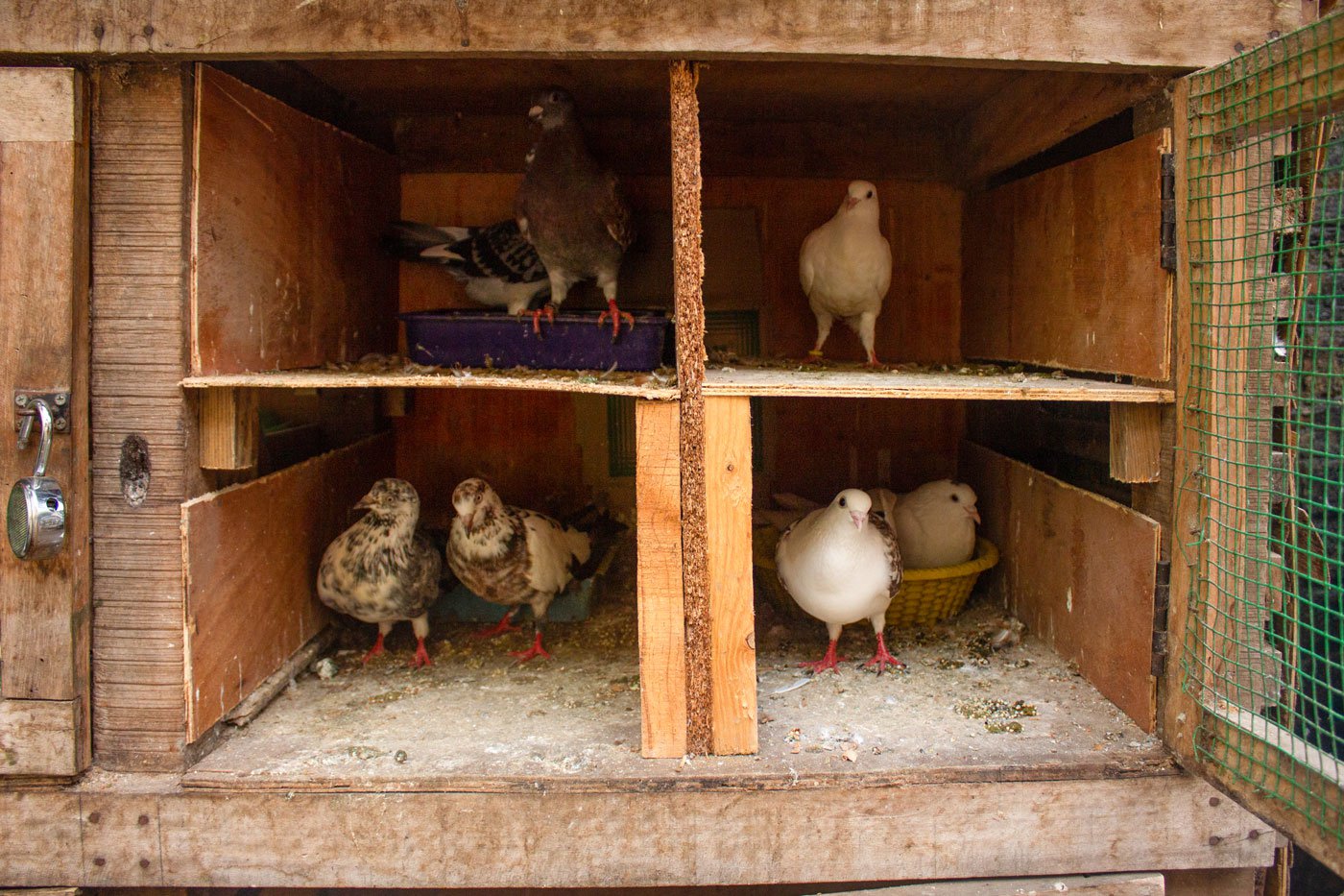 These birds often remind me of how my entire community was caged by society. I believe that teachings of our leaders and our ideology will break us free from these cages,' says Nandhini (photographer).