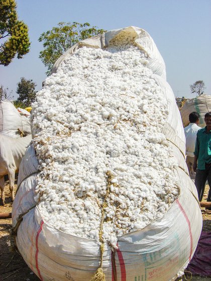 'There are 2,000 trucks at the CCI centre in Ghatanji, but they buy about 20 trucks worth a day,' says Kiran, Kisan Sakhru Pawar's son