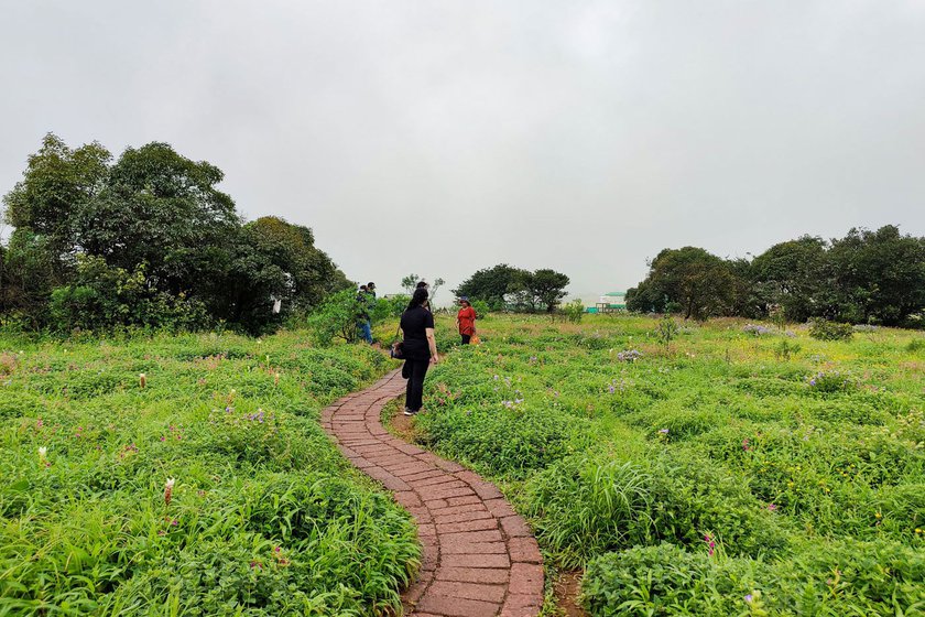 Kaas Plateau was awarded UNESCO's World Heritage Site in 2012. Since then, it has become a major tourist attraction in Maharashtra, especially from August to October