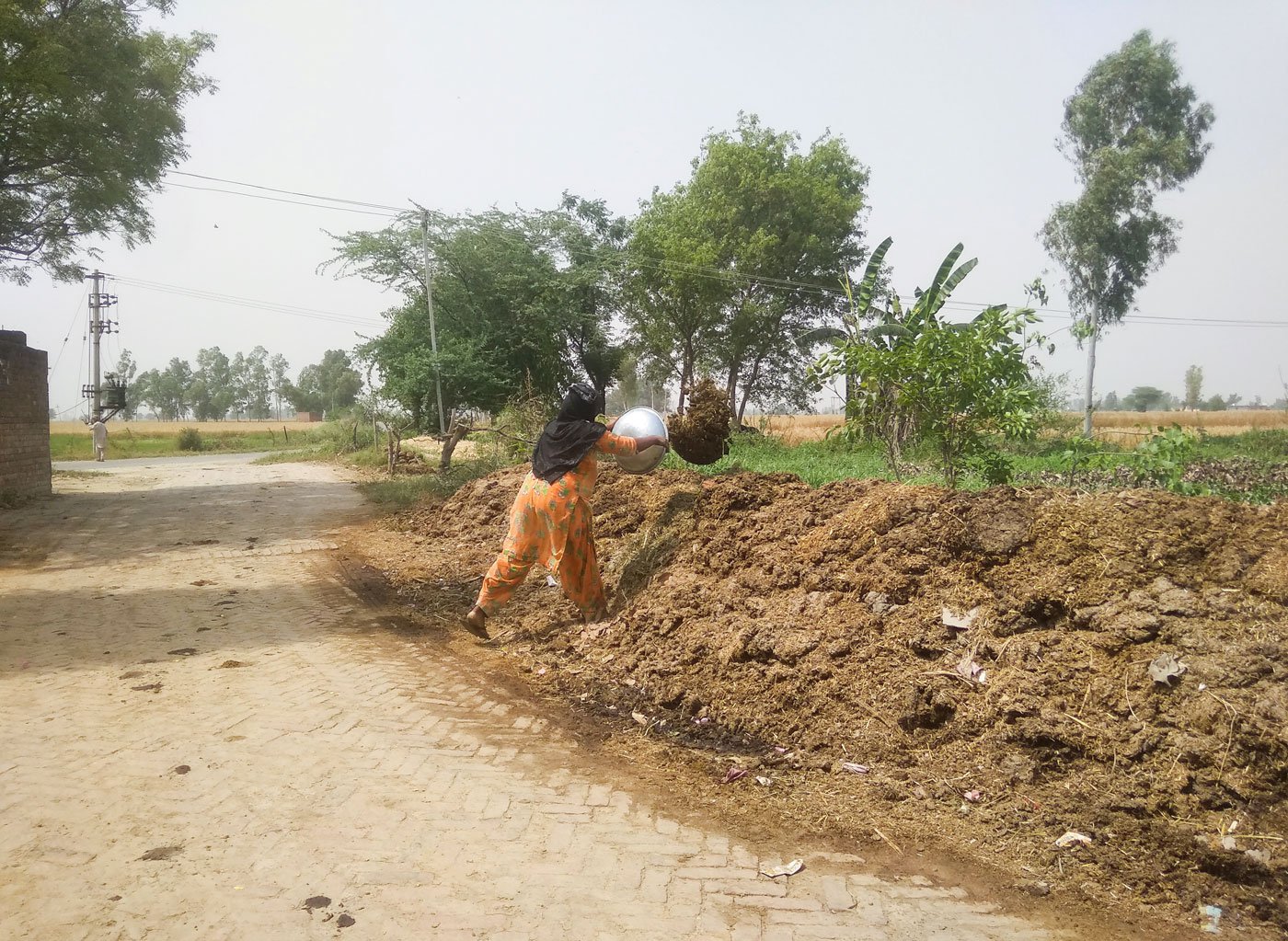 The heap is as high as Manjit’s chest. ‘My head aches a lot from carrying all the weight on my head’