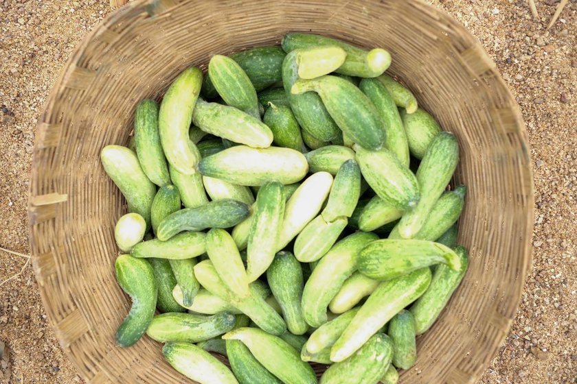 Watermelons (left) and cucumbers (right) grown here on the bed of the Mahanadi