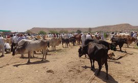 गोधन असूनही निर्धन