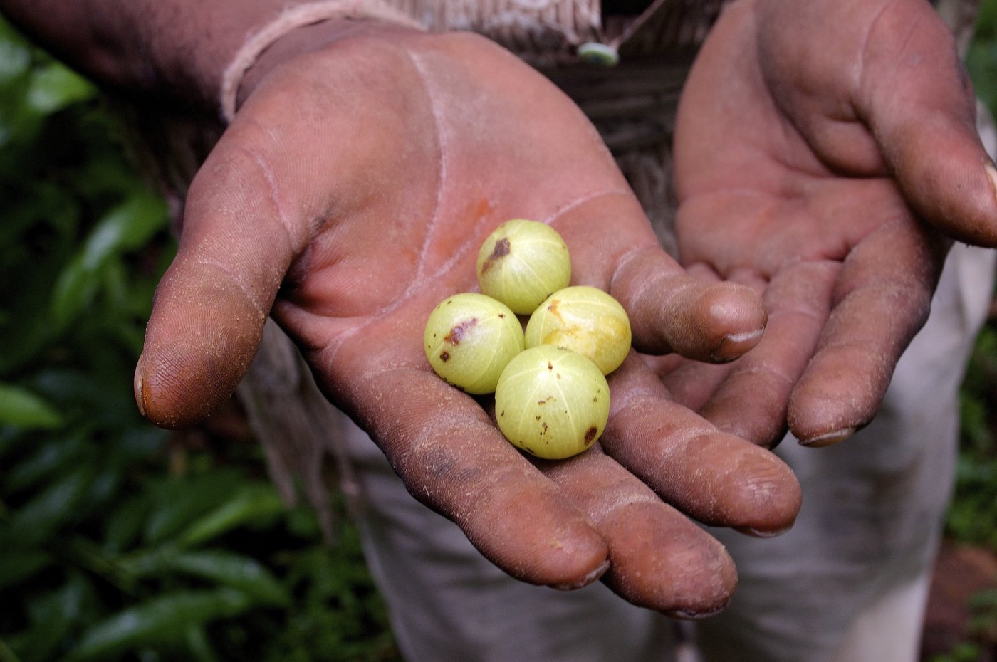 Hands holding Amla