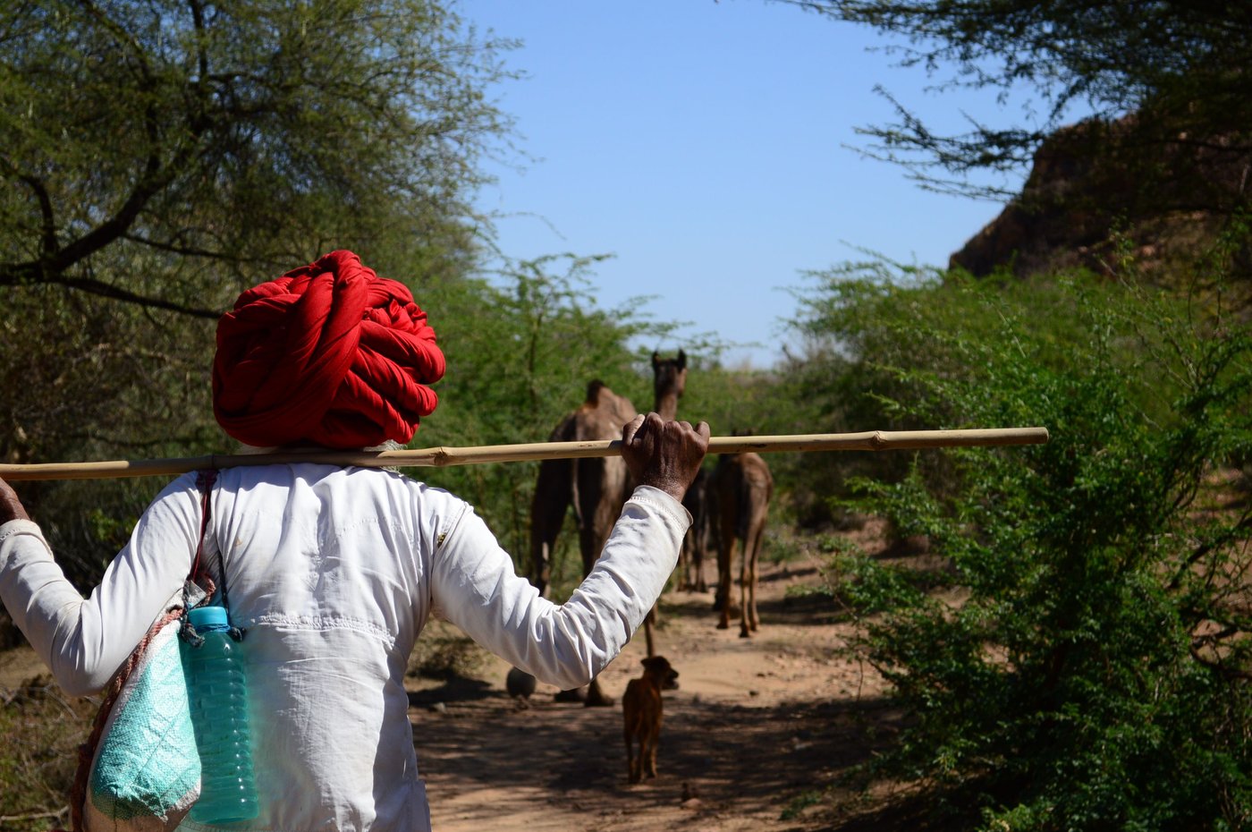 Fuyaramji shepherds the camels throughout the day