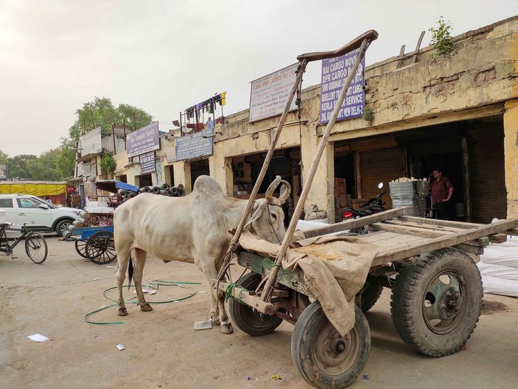 The oxen are given a feed of chaff of wheat or rice, and straw of Bengal gram every morning, afternoon and evening. In summer, to help the animals cope with the high temperature and recover energy, jaggery, milk, butter and amla murabba (preserve) are added to the feed 